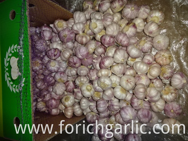 Normal Garlic In Carton